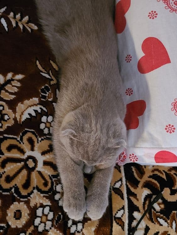 Скотиш фолд редкого лилового окраса — 5