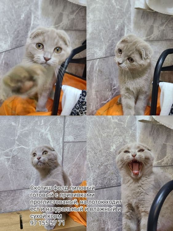 Скотиш фолд редкого лилового окраса — 6