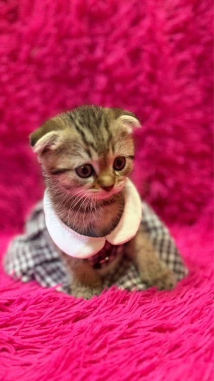 Продажа шотланских котят — 2