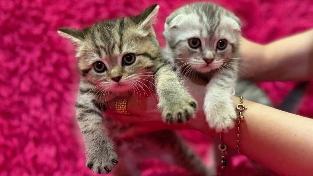 Продажа шотланских котят — 3