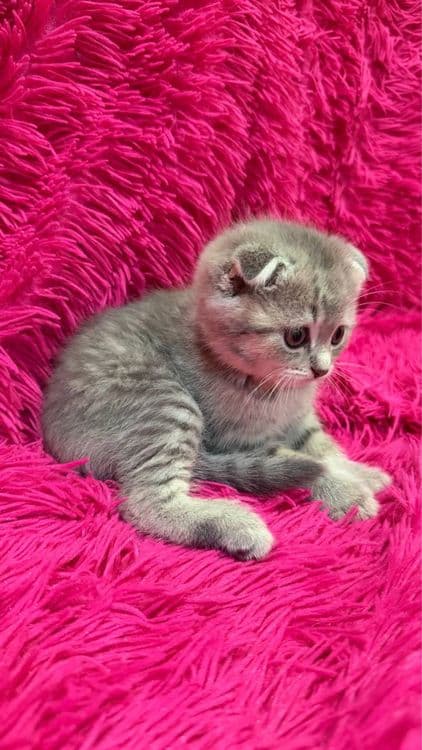 Продажа шотланских котят — 4