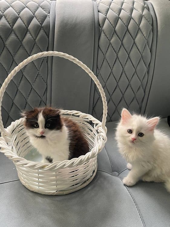 Продаются породистые котята — 1