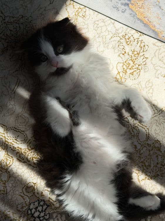 Продаются породистые котята — 3