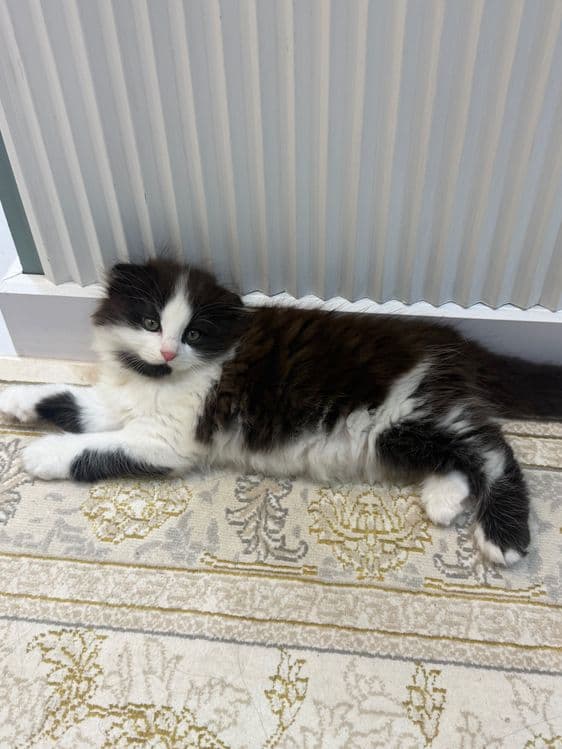 Продаются породистые котята — 5