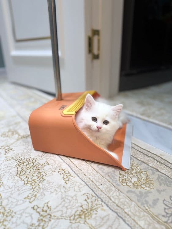 Продаются породистые котята — 6