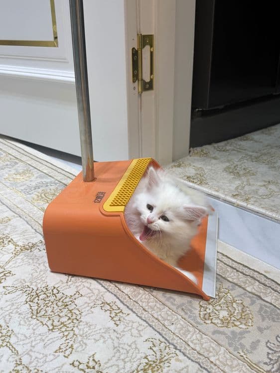 Продаются породистые котята — 7