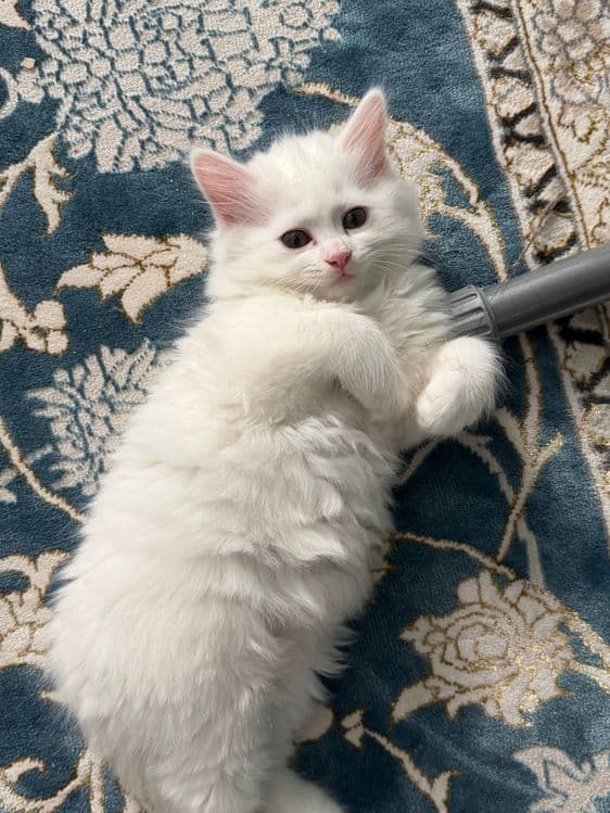 Продаются породистые котята — 8