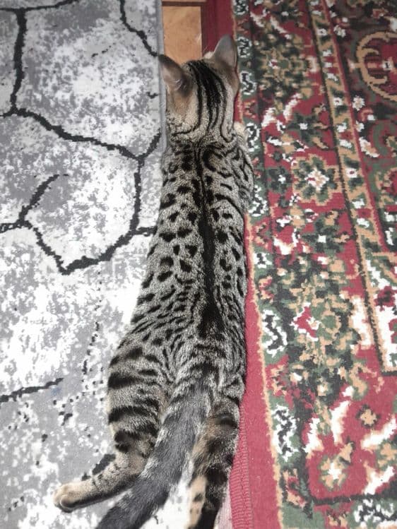 Бенгаль мушукча сотилади — 5