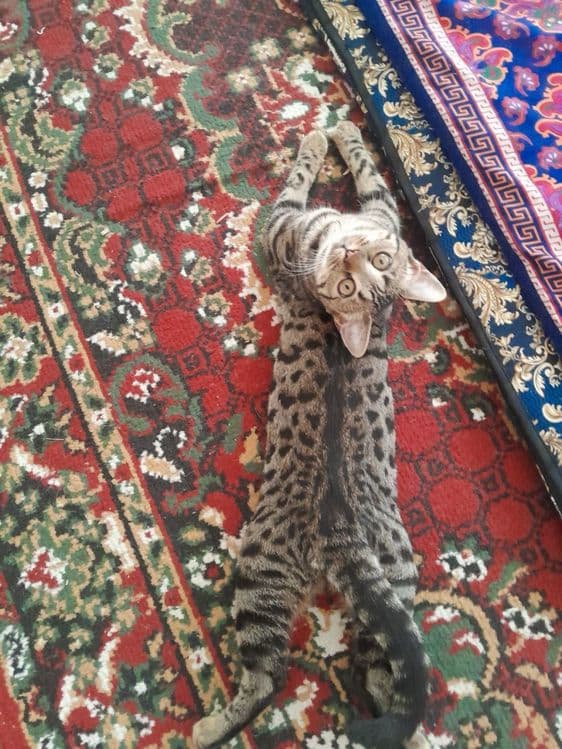 Бенгаль мушукча сотилади — 8