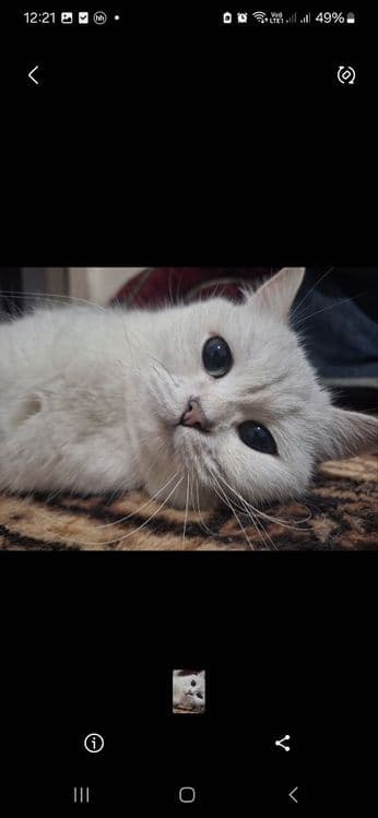 Продаются котята и пара взрослые кошки скотиш фолд и страйт шиншила — 1