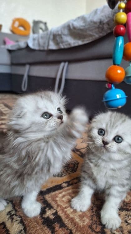 Продаются котята и пара взрослые кошки скотиш фолд и страйт шиншила — 2