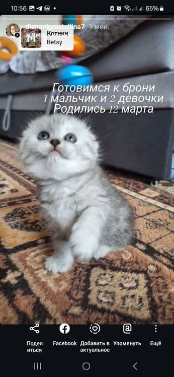 Продаются котята и пара взрослые кошки скотиш фолд и страйт шиншила — 3