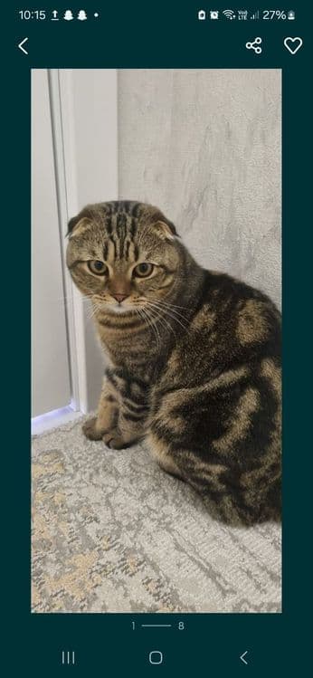 Продаются котята и пара взрослые кошки скотиш фолд и страйт шиншила — 4