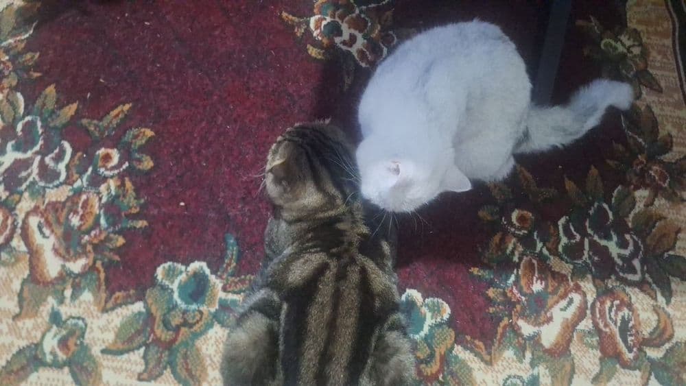 Продаются котята и пара взрослые кошки скотиш фолд и страйт шиншила — 5