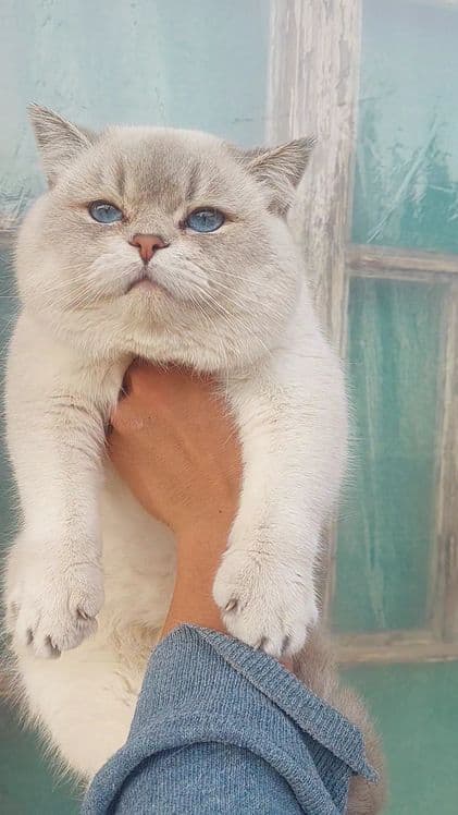 Вязкага   течеаси  бор  к,из мушула уйга келади — 3