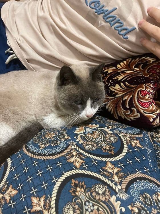 Mushuk zotli sotiladi — 5