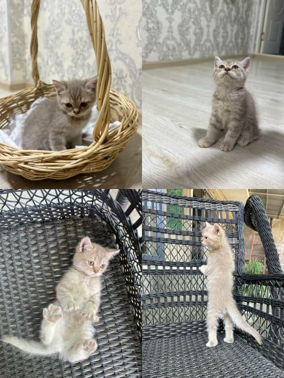 Scottish fold, strayt — 3