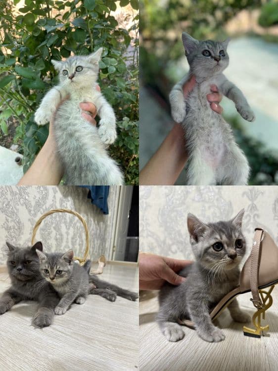 Scottish fold, strayt — 4