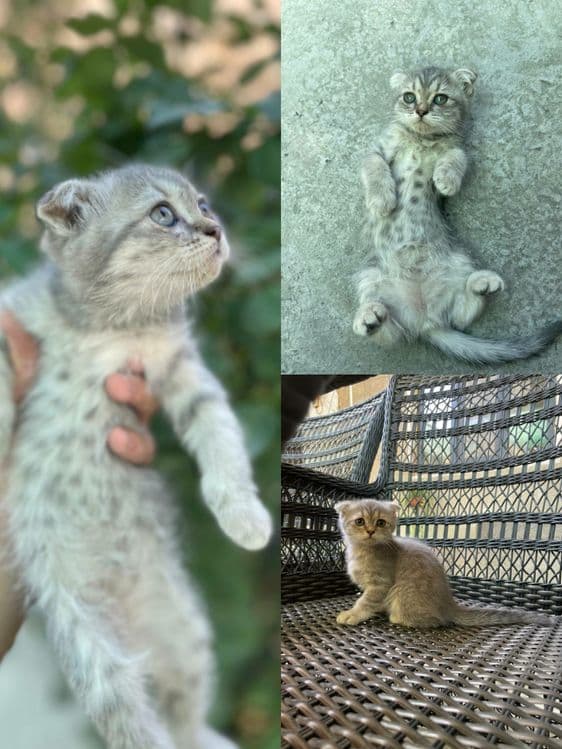 Scottish fold, strayt — 5