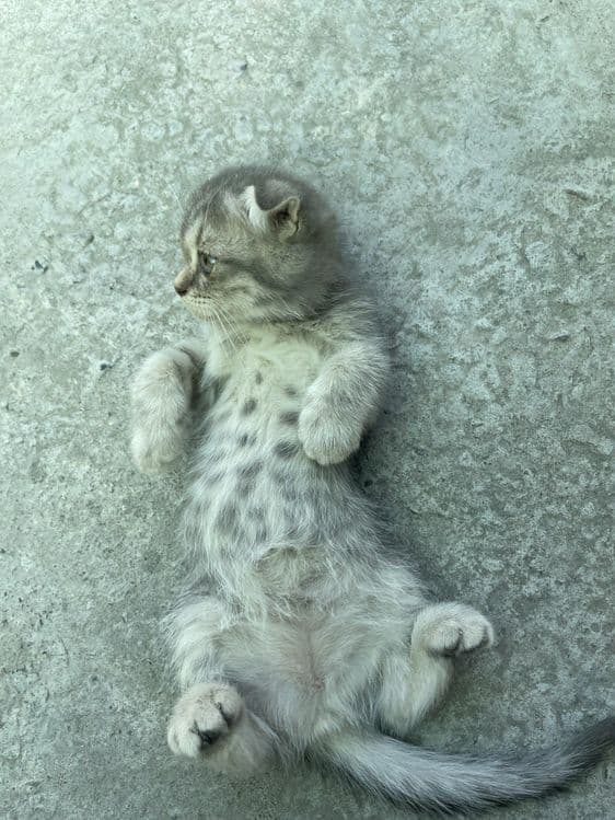 Scottish fold серебристый табби — 2