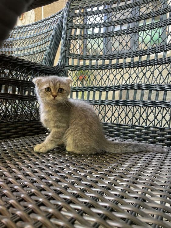 Scottish fold серебристый табби — 3