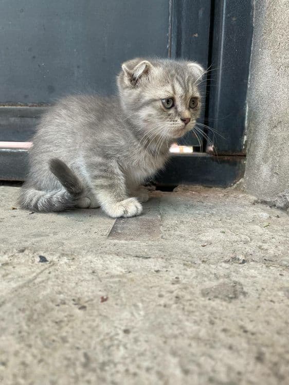 Scottish fold серебристый табби — 4