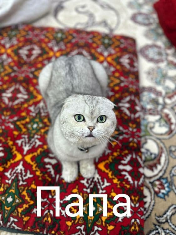 Scottish fold серебристый табби — 5