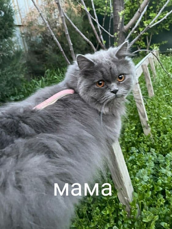 Scottish fold серебристый табби — 6