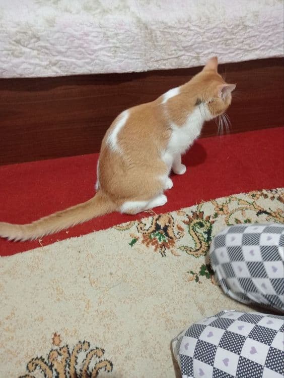 Сотилади угил бола мушук зоти британский  страйт — 2