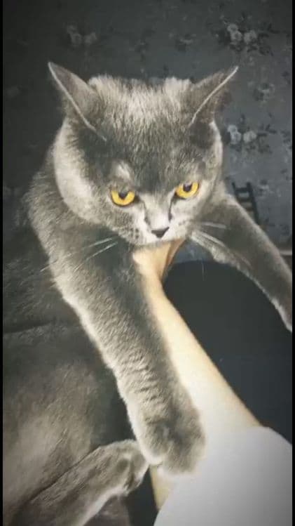 Британский скоттиш фолд — 1