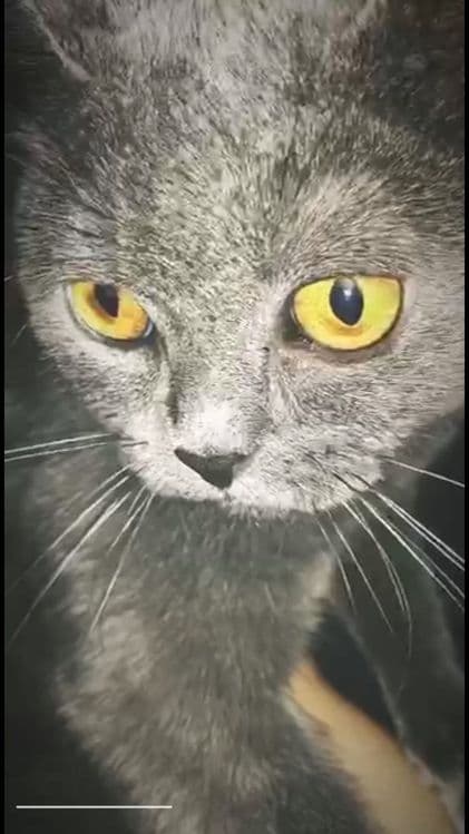 Британский скоттиш фолд — 2