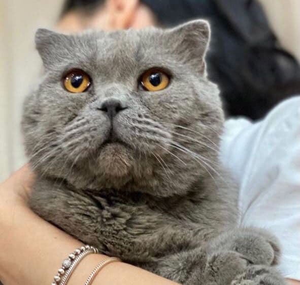 Британский скоттиш фолд — 3