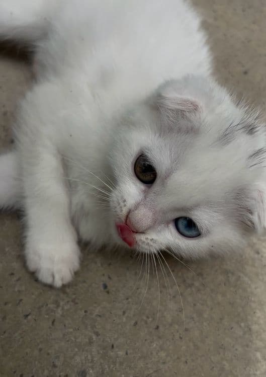 Продается котенок — 1