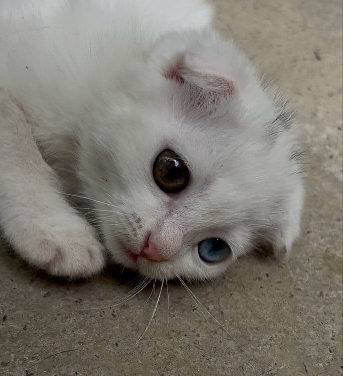 Продается котенок — 2
