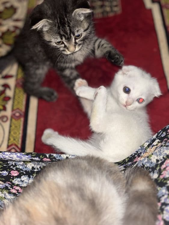 Продается котенок — 3