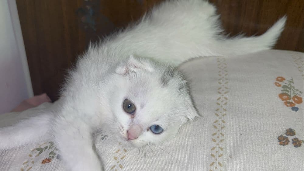 Продается котенок — 4
