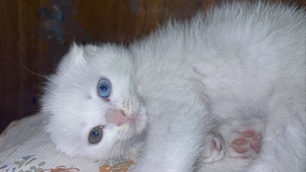 Продается котенок — 5
