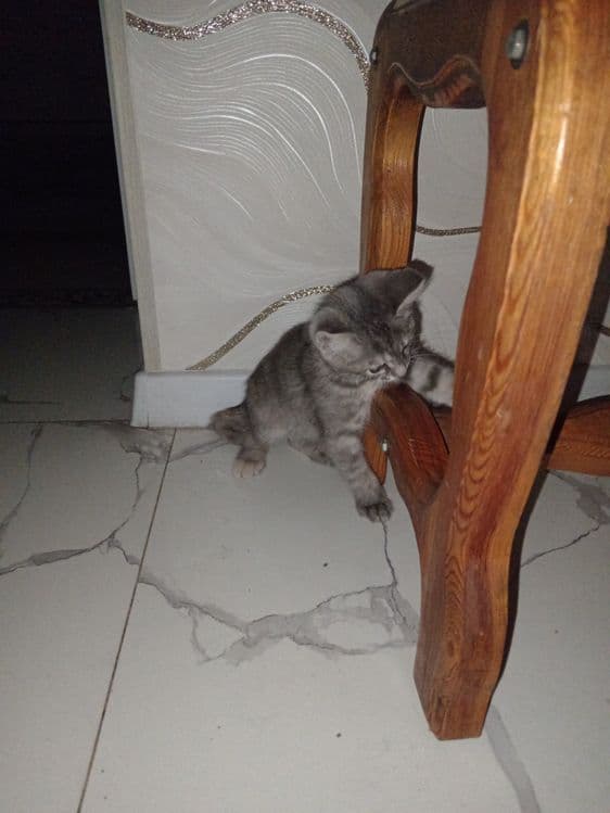 Котята Скоттиш фолд — 2