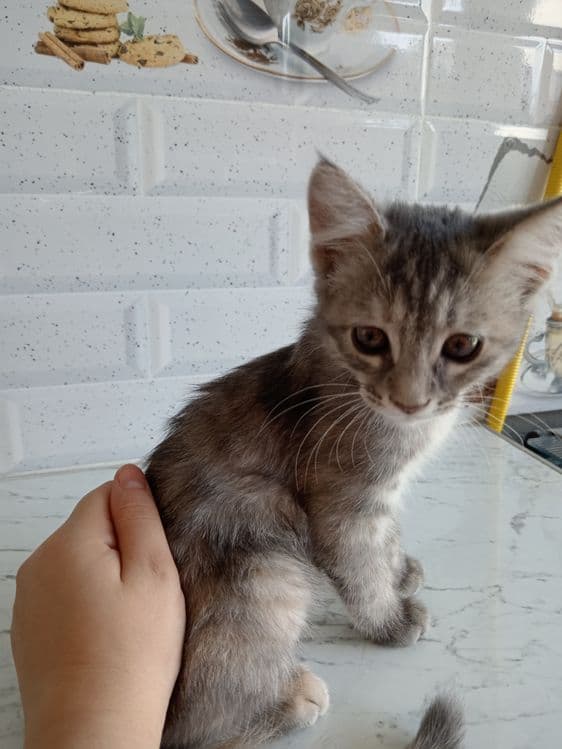 Котята Скоттиш фолд — 3