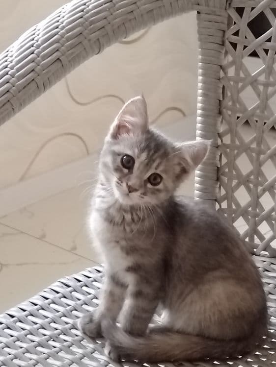 Котята Скоттиш фолд — 4