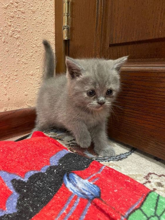 Mowuk 3 ta zotli — 3