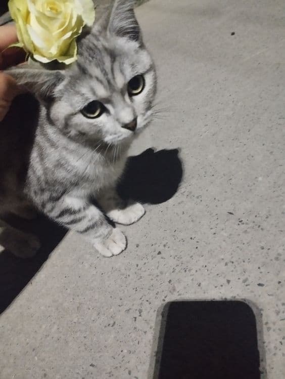 Британский кощка — 1