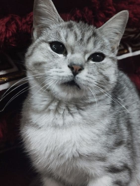 Британский кощка — 2
