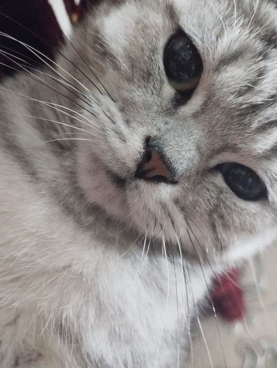 Британский кощка — 3