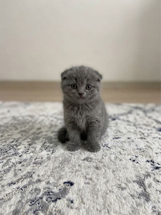 Scottish fold skottish strite skotish fold скоттиш фолд — 2