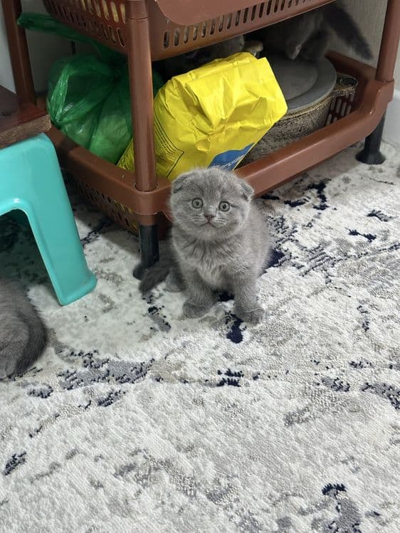 Scottish fold skottish strite skotish fold скоттиш фолд — 3