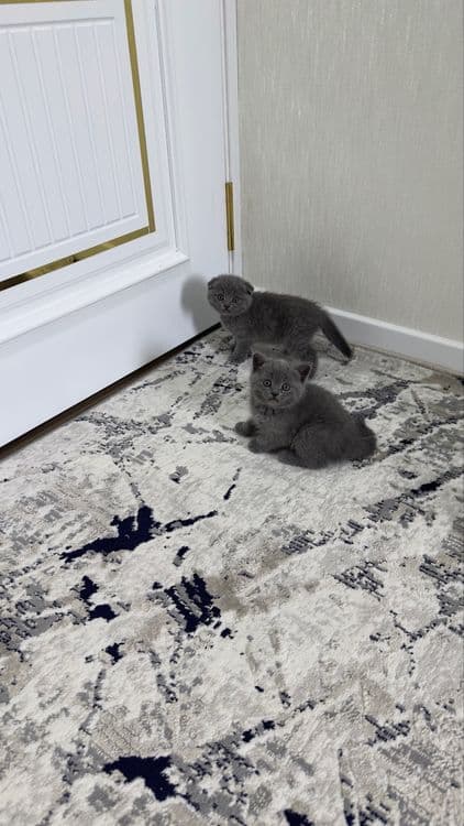 Scottish fold skottish strite skotish fold скоттиш фолд — 4