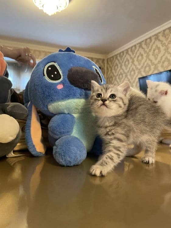 котята серебристая и шотландская — 3