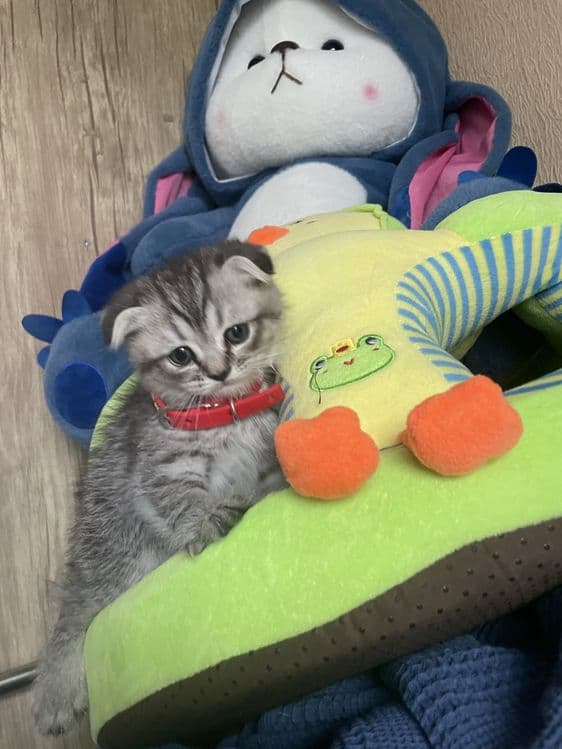 котята серебристая и шотландская — 4