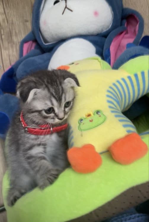 котята серебристая и шотландская — 5